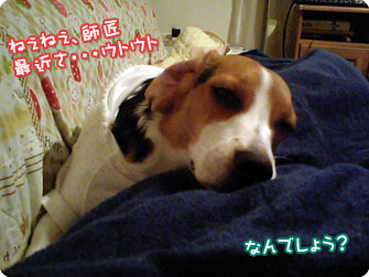ねぇねぇ師匠、最近さ・・・zzz