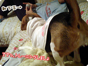ささっ、トレーニングしましょ