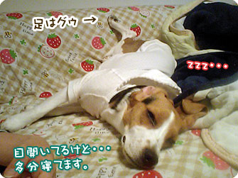 目開いてるけど・・・多分寝てます