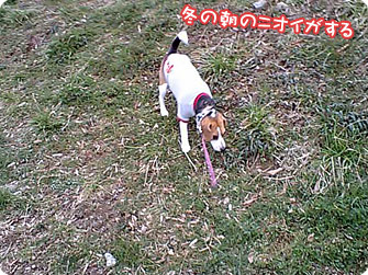 冬の朝のニオイがする