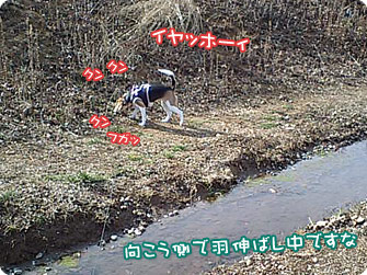 向こう側で羽伸ばし中
