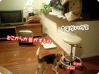 キョロキョロ