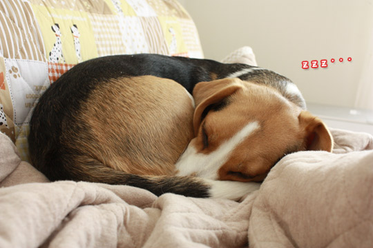 zzz・・・