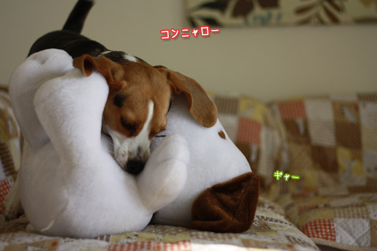 コンニャロー
