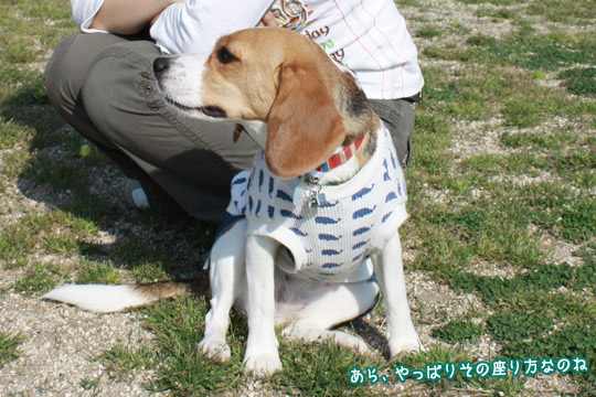 おっさん座り