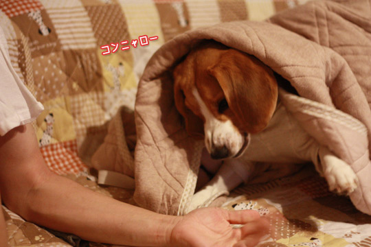ムキッ顔