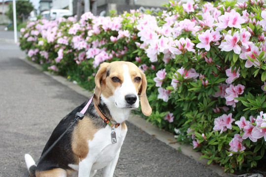 お花見散歩