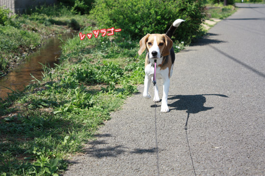 散歩へGO