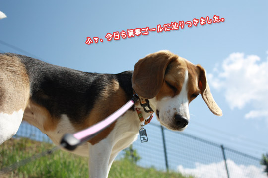 ゴール