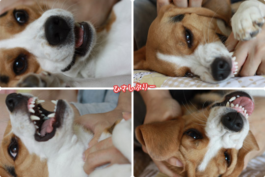 ひさしぶり