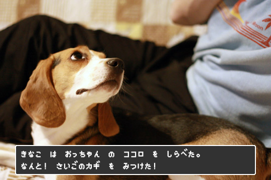 キナコクエスト