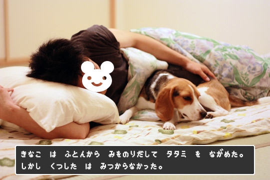 キナコクエスト