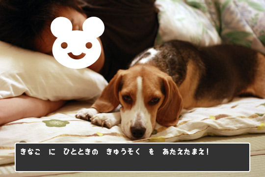 キナコクエスト