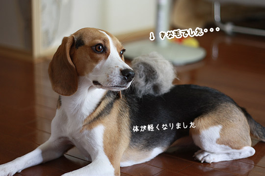 かつら