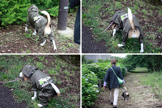 雨上がりの散歩