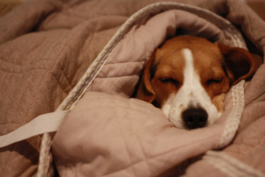 雨上がりの散歩
