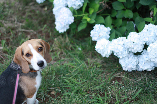 紫陽花ときなこ