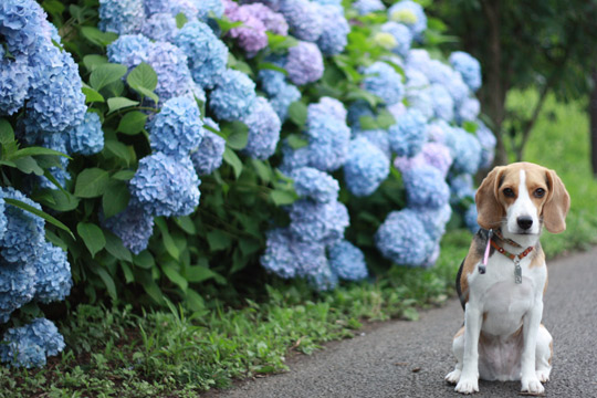 紫陽花ときなこ