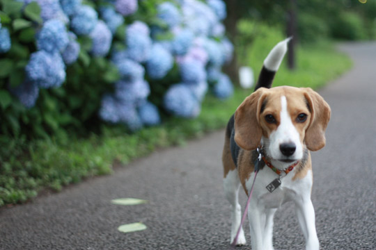 紫陽花ときなこ