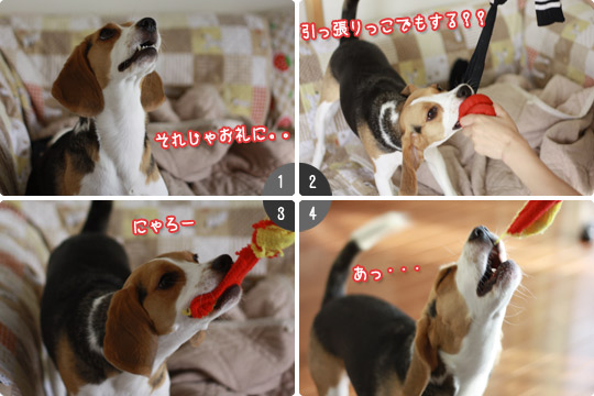 引っ張りっこ催促