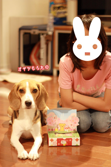 ビーグルきなこ