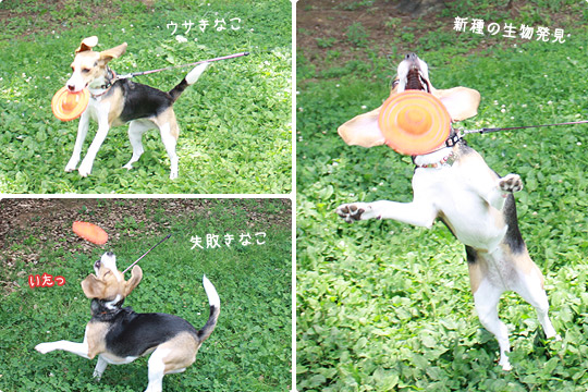 ビーグルきなこ