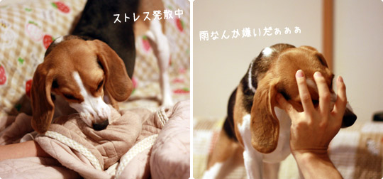 ビーグルきなこ