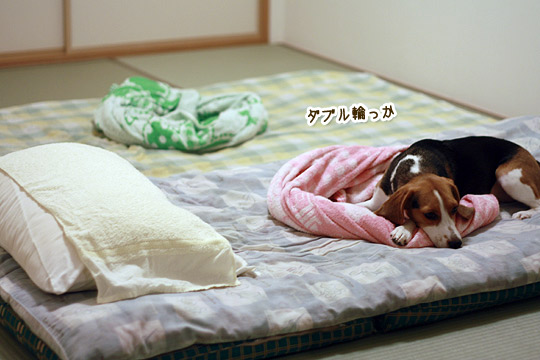 ビーグルきなこ