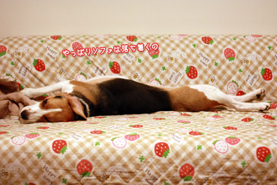 ビーグルきなこ