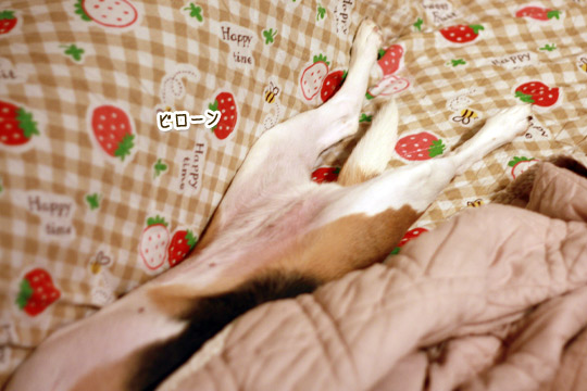 ビーグルきなこ