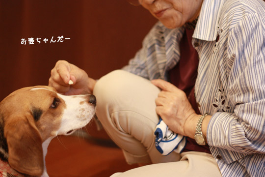 ビーグルきなこ
