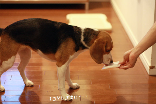 ビーグルきなこ