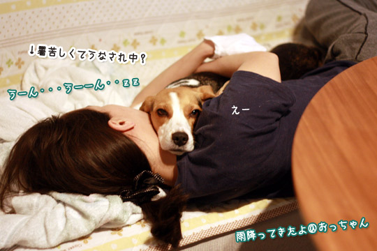 ビーグルきなこ