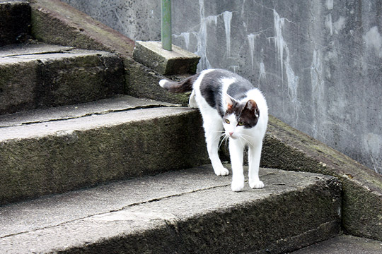 ビーグル きなこ