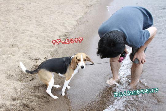 ビーグル きなこ