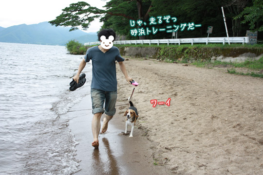 ビーグル きなこ