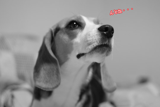 ビーグル きなこ