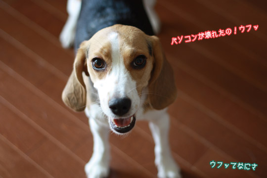 ビーグル きなこ