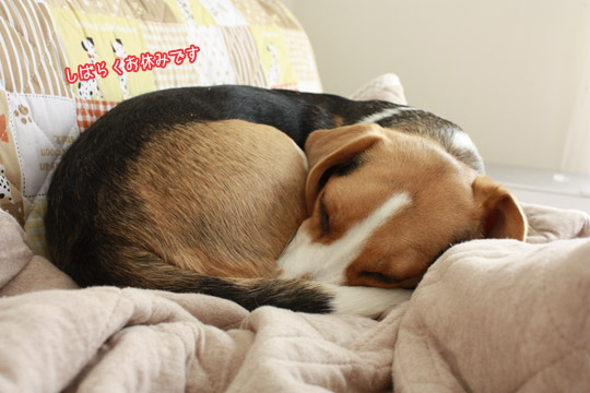 ビーグル きなこ