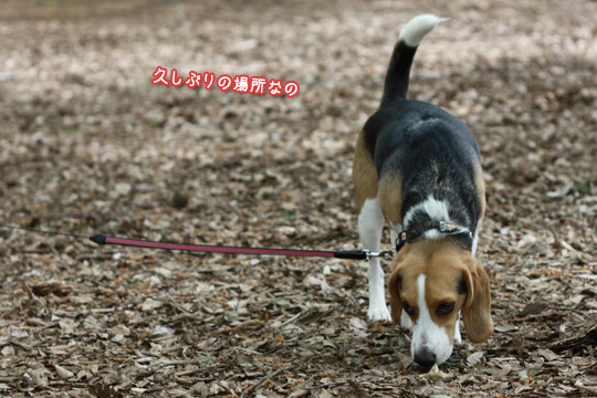 ビーグル きなこ