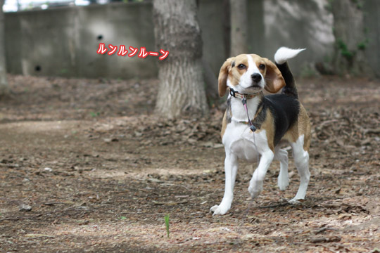 ビーグル きなこ
