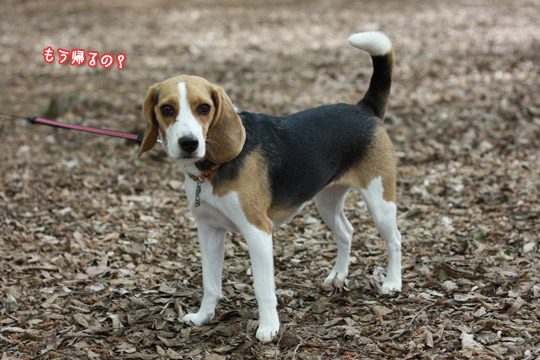 ビーグル きなこ