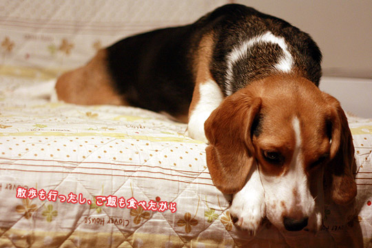 ビーグル きなこ
