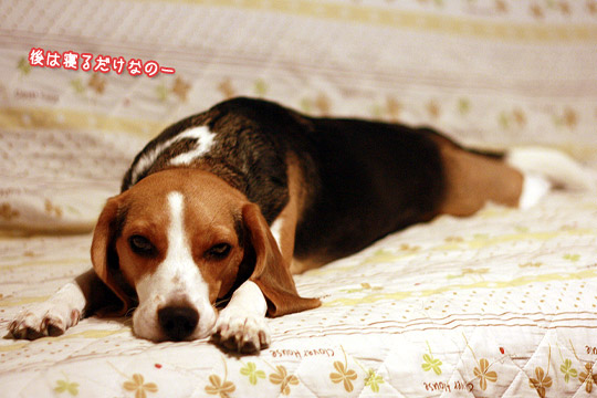ビーグル きなこ