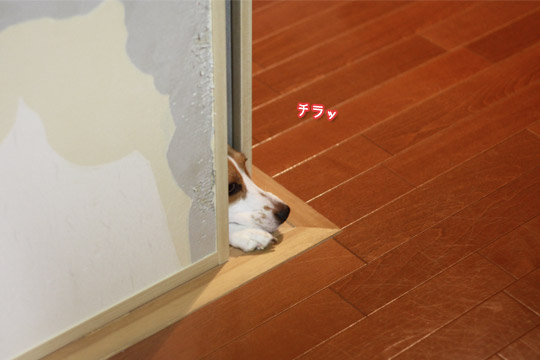 ビーグル きなこ