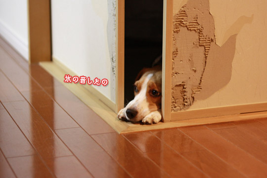 ビーグル きなこ