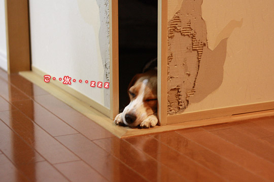 ビーグル きなこ