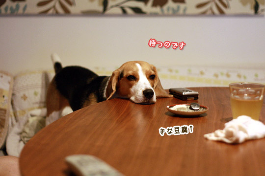 ビーグル きなこ