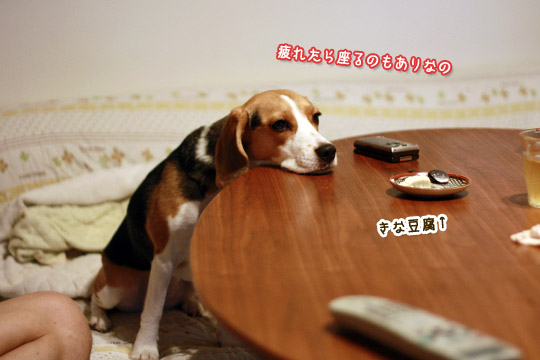 ビーグル きなこ