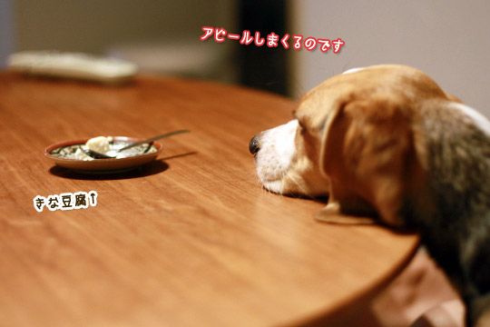 ビーグル きなこ